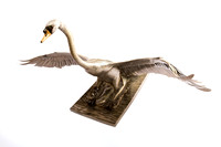 piers-metal-swan-sculpture-kew-gardens-16