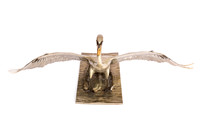 piers-metal-swan-sculpture-kew-gardens-5